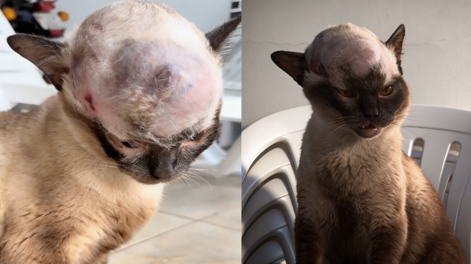 Por favor me ajude à pagar a cirurgia do meu gatinho 😭